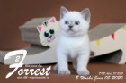Forrest ist 8 Wochen alt ( 05.06.2020 )