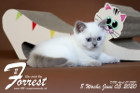 Forrest ist 8 Wochen alt ( 05.06.2020 )