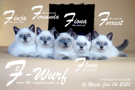 Unser F2-Wurf ist 12 Wochen alt ( 04.07.2020 )