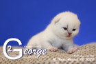 George ist 10 Tage alt ( 22.08.2020 )