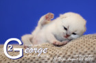 George ist 10 Tage alt ( 22.08.2020 )