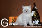 George ist 10 Wochen alt ( 24.10.2020 )