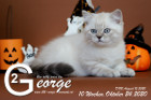 George ist 10 Wochen alt ( 24.10.2020 )