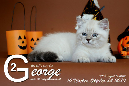 George ist 10 Wochen alt ( 24.10.2020 )