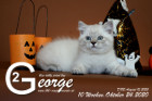 George ist 10 Wochen alt ( 24.10.2020 )