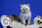 George ist 8 Wochen alt ( 10.10.2020 )