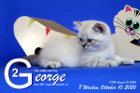 George ist 8 Wochen alt ( 10.10.2020 )