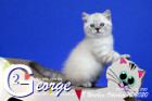 George ist 8 Wochen alt ( 10.10.2020 )