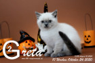Greta ist 10 Wochen alt ( 24.10.2020 )