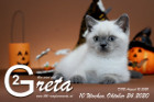 Greta ist 10 Wochen alt ( 24.10.2020 )
