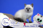 Greta ist 8 Wochen alt ( 10.10.2020 )