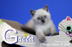 Greta ist 8 Wochen alt ( 10.10.2020 )