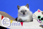 Greta ist 8 Wochen alt ( 10.10.2020 )