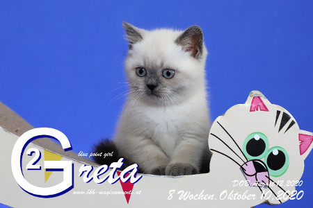 Greta ist 8 Wochen alt ( 10.10.2020 )