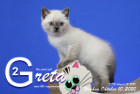 Greta ist 8 Wochen alt ( 10.10.2020 )