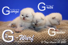 Unser G2-Wurf ist 10 Tage alt ( 22.08.2020 )