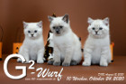 Unser G2-Wurf ist 10 Wochen alt ( 24.10.2020 )