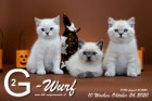 Unser G2-Wurf ist 10 Wochen alt ( 24.10.2020 )