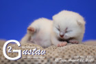 Gustav ist 10 Tage alt ( 22.08.2020 )