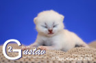 Gustav ist 10 Tage alt ( 22.08.2020 )
