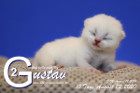 Gustav ist 10 Tage alt ( 22.08.2020 )