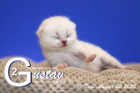 Gustav ist 10 Tage alt ( 22.08.2020 )