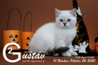 Gustav ist 10 Wochen alt ( 24.10.2020 )
