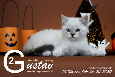 Gustav ist 10 Wochen alt ( 24.10.2020 )