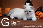 Gustav ist 10 Wochen alt ( 24.10.2020 )