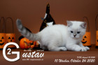 Gustav ist 10 Wochen alt ( 24.10.2020 )