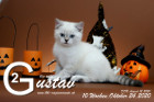 Gustav ist 10 Wochen alt ( 24.10.2020 )