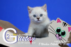 Gustav ist 8 Wochen alt ( 10.10.2020 )