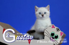 Gustav ist 8 Wochen alt ( 10.10.2020 )