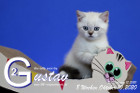 Gustav ist 8 Wochen alt ( 10.10.2020 )