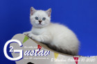 Gustav ist 8 Wochen alt ( 10.10.2020 )