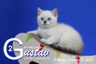 Gustav ist 8 Wochen alt ( 10.10.2020 )