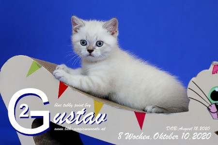 Gustav ist 8 Wochen alt ( 10.10.2020 )
