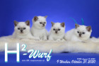Unser H2-Wurf ist 9 Wochen alt ( 31.10.2020 )