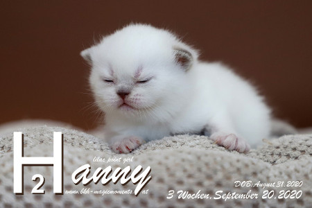 Hanny ist 3 Wochen alt ( 20.09.2020 )