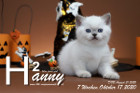 Hanny ist 7 Wochen alt ( 17.10.2020 )