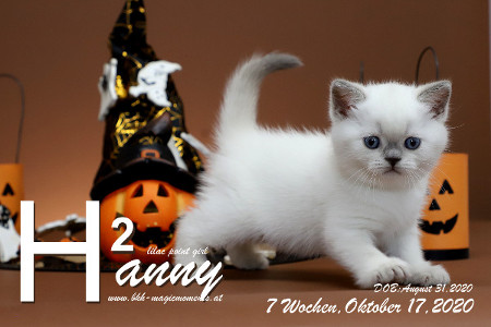 Hanny ist 7 Wochen alt ( 17.10.2020 )