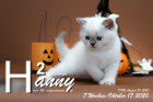 Hanny ist 7 Wochen alt ( 17.10.2020 )
