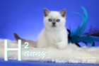 Hanny ist 9 Wochen alt ( 31.10.2020 )