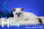 Hanny ist 9 Wochen alt ( 31.10.2020 )