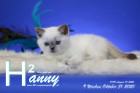 Hanny ist 9 Wochen alt ( 31.10.2020 )