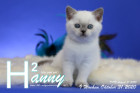 Hanny ist 9 Wochen alt ( 31.10.2020 )