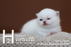Henriette ist 3 Wochen alt ( 20.09.2020 )