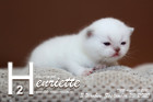 Henriette ist 3 Wochen alt ( 20.09.2020 )