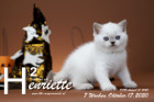 Henriette ist 7 Wochen alt ( 17.10.2020 )
