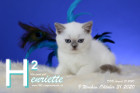 Henriette ist 9 Wochen alt ( 31.10.2020 )